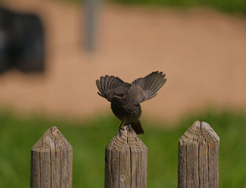 Bird perching on wooden post