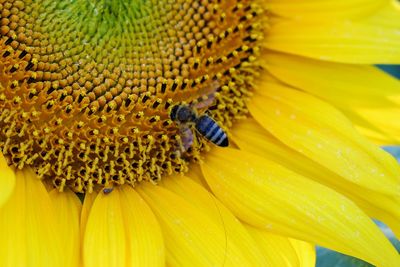 Close-up of bee on yellow flower