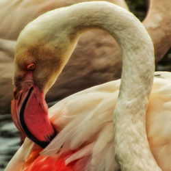 Close-up of swan