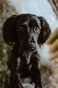 Close-up portrait of dog