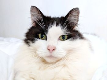 Close-up portrait of cat on bed