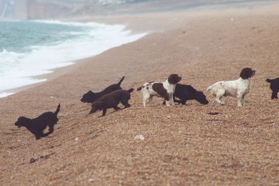 View of dogs on beach
