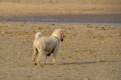 View of dog on beach