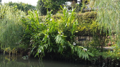 Trees growing in water