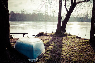 Bare trees by lake