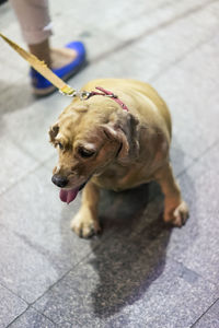 High angle view of dog on footpath