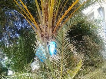 Low angle view of palm trees