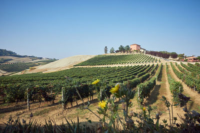 Scenic view of agricultural field against clear sky