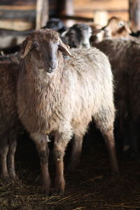 Sheep standing in a field