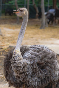 Ostrich in the natural zoo