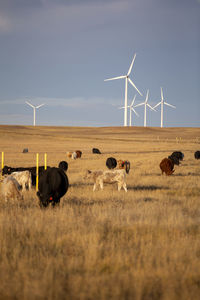 Wind turbines in field against cloudy blue sky with cattle