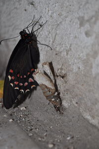 Close-up of butterfly
