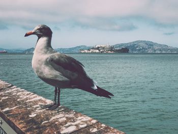 Close-up of seagull perching on sea against sky