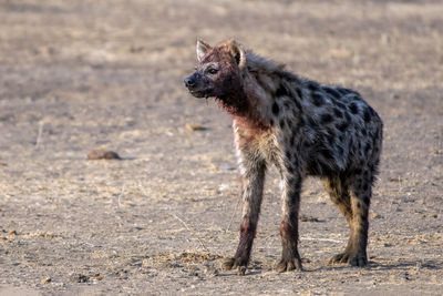 View of dog standing on field
