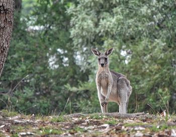 Wild kangaroo on raymond island australia