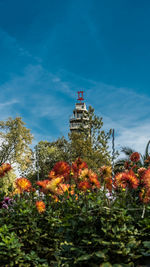 Flowering plants by building against blue sky