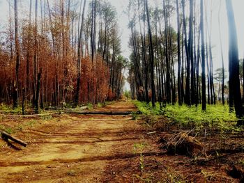 Trees in forest against sky