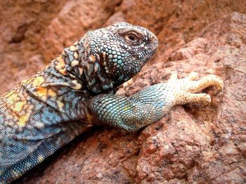 Close-up of a lizard