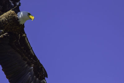 Low angle view of eagle perching on blue sky