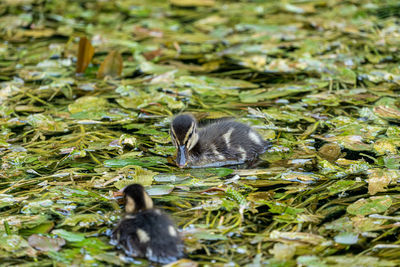 Bird in a lake