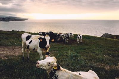 Cows on sea shore against sky during sunset