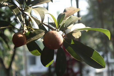 Close-up of fruit growing on tree