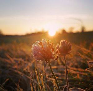Close-up of flowering plant on field during sunset
