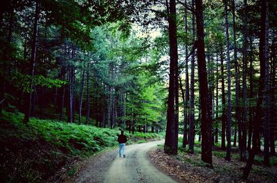 Rear view of man walking on road amidst trees in forest