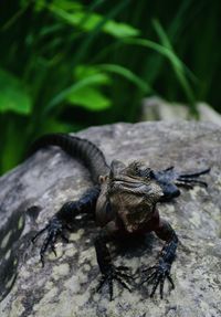 Close-up of insect on rock
