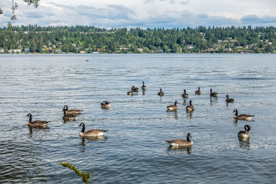 Ducks swimming in lake against sky