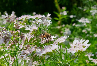 Close-up of bee pollinating on purple flower