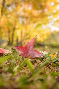 Close-up of maple leaf on grass