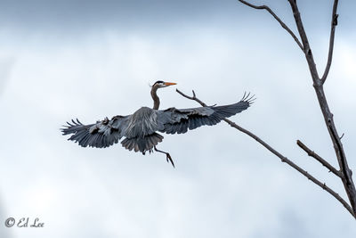 Low angle view of bird flying