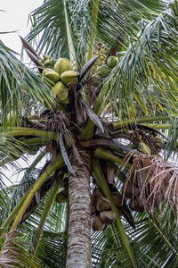 Low angle view of palm tree