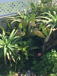 High angle view of succulent plants on field