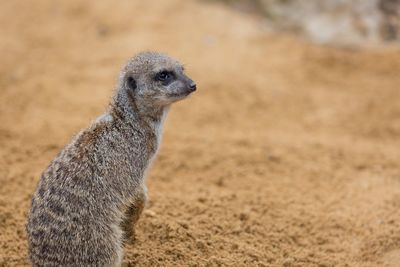 Close-up of meerkat on sand