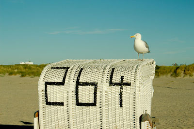 View of seagull on beach