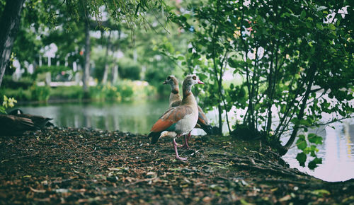 Close-up of bird on field