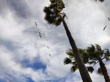 Low angle view of coconut palm tree against sky