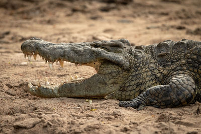 Close-up of nile crocodile with open mouth