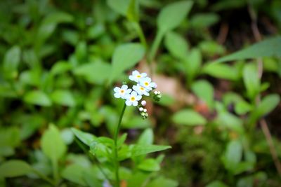 Close-up of white flowers