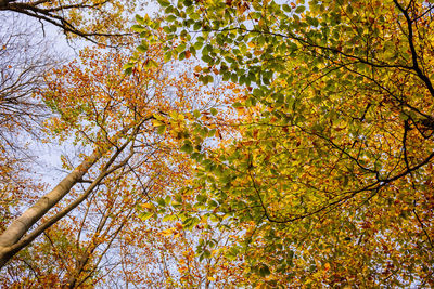 Low angle view of autumnal trees