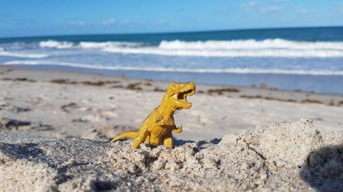 Lizard on beach against sky