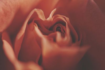 Close-up of rose blooming outdoors