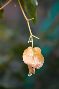 Close-up of leaves against blurred background