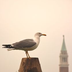 Close-up of seagull perching against clear sky