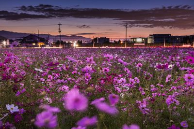 Pink flowering plants on field against sky at sunset