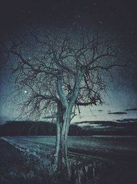 Bare trees on landscape