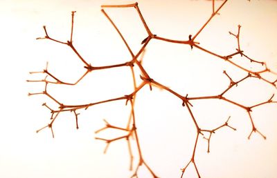 Close-up of barbed wire against clear sky