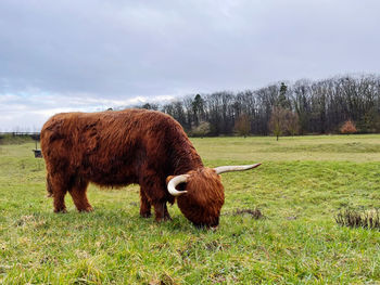 Cows in a field